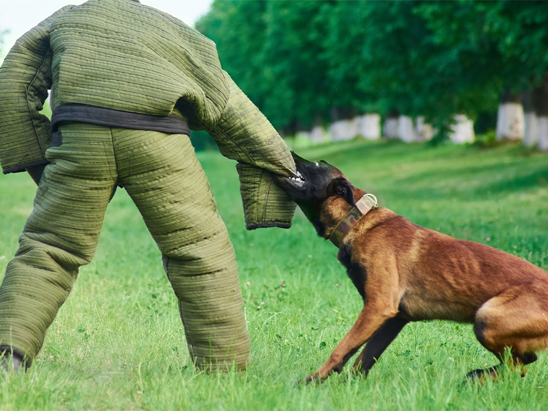 Quais são as raças de cães perigosos e porque é obrigatório o seguro?
